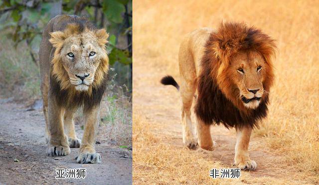 孟加拉虎和亚洲狮会不会打架?真相是它们压根见不着,何来争斗?