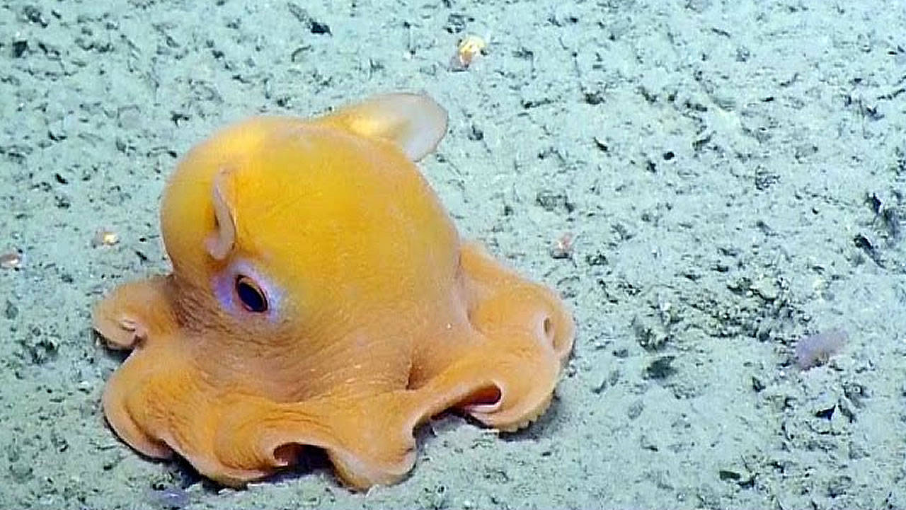 海底一只萌萌的小章鱼发现被偷拍好害羞赶紧捂住脸