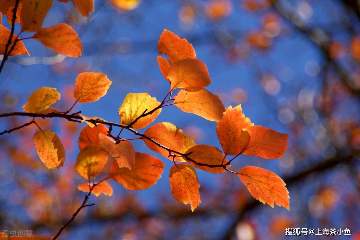 告別了夏日驕陽似火時的浮躁,脫離了暖春嬌嫩欲滴的