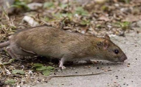 广州社区上门灭老鼠怎么做-搜狐大视野-搜狐新闻