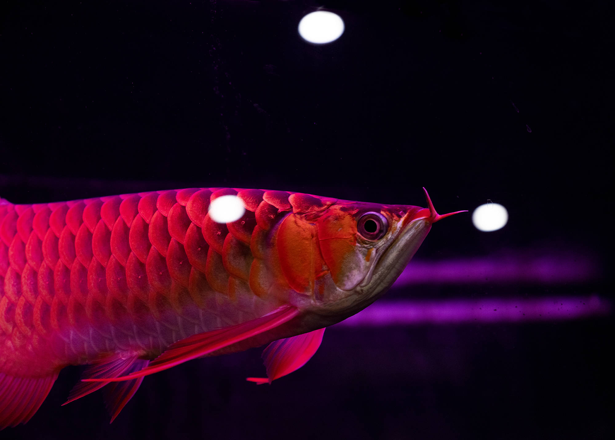 被官商追捧的风水鱼:身价六十万美金 有专人做整容手术