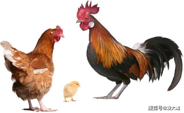 李佳航不认识公母鸡,李晟拿搓澡巾洗土豆!_公鸡