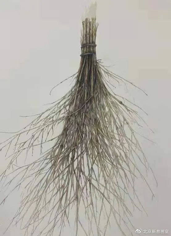 川美经典留校作品赏析素描篇