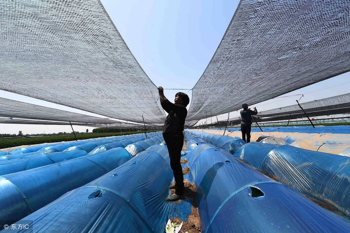 遮阳网4,装姜的铁筐装姜的铁筐,在出姜是也是必备的工具!