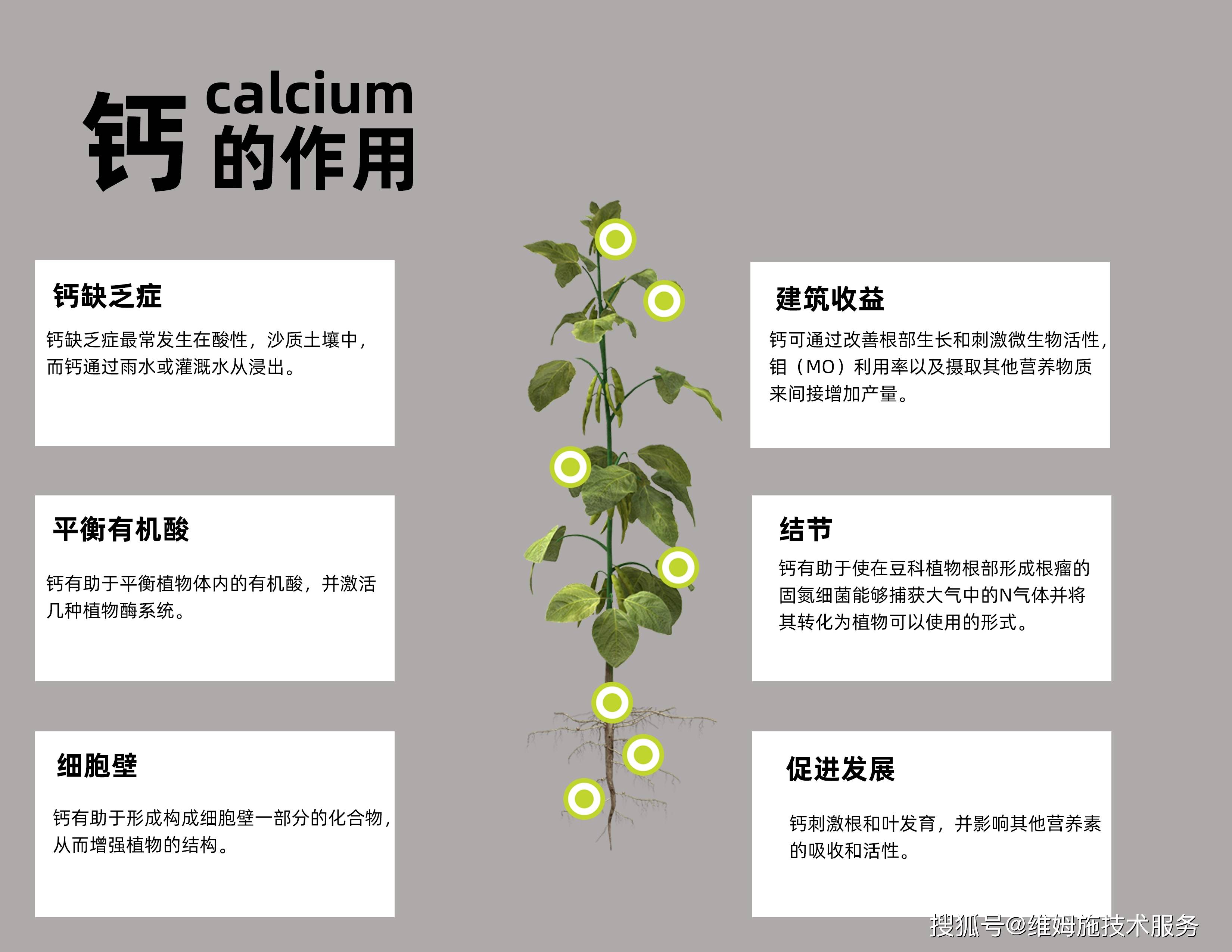 作物营养均衡的基础-镁硫钙/mg-s -ca