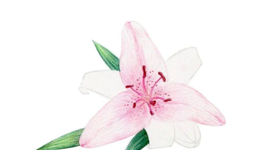 【推荐】彩铅绘画教程视频|自学彩铅画入门教程视频下载!_花瓣