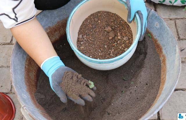 不花一分钱自制养花营养土松软没害虫营养肥力足养啥爆啥