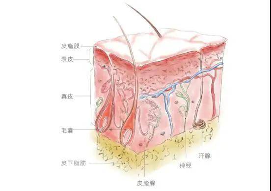 皮肤爱出油是缺水吗