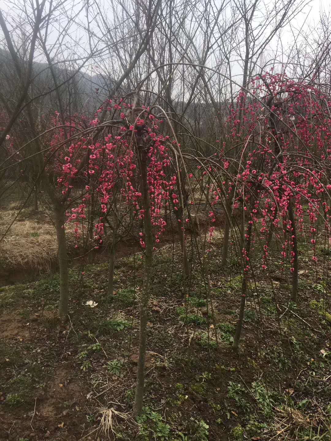 江西梅花骨裡垂枝梅花紅須硃砂梅硃砂梅撫州南城基地實拍開花圖片