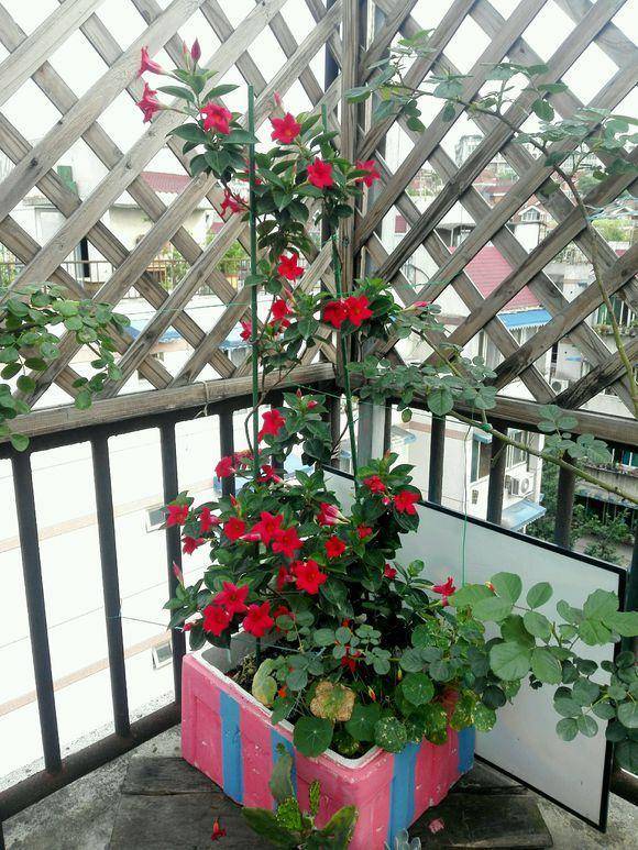 家里养盆"飘香藤",夏天花开爬满墙,天天有花赏