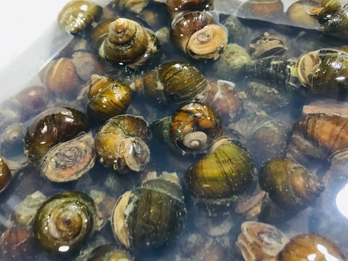 12316农技|田螺养殖的亩产量是多少?需注意哪些技术要点