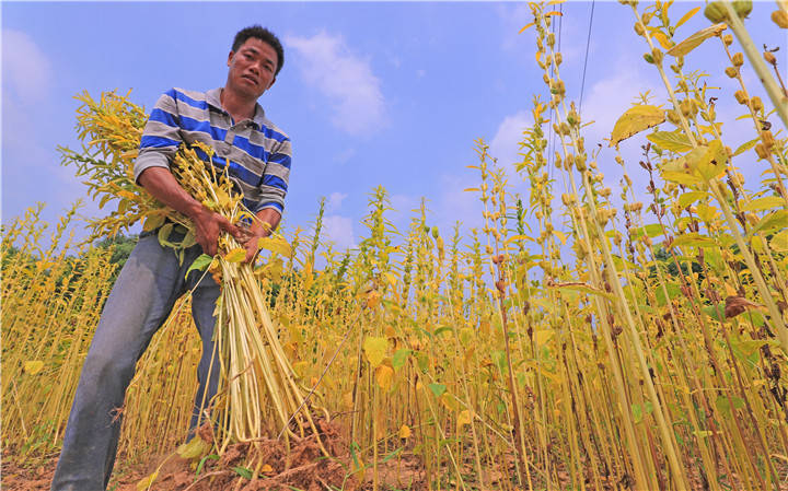 近年来,泰和县利用旱地积极发展芝麻种植产业,助力贫困群众脱贫致富