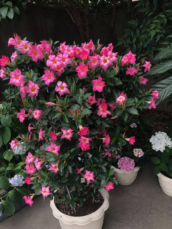 家里养盆"飘香藤",夏天花开爬满墙,天天有花赏