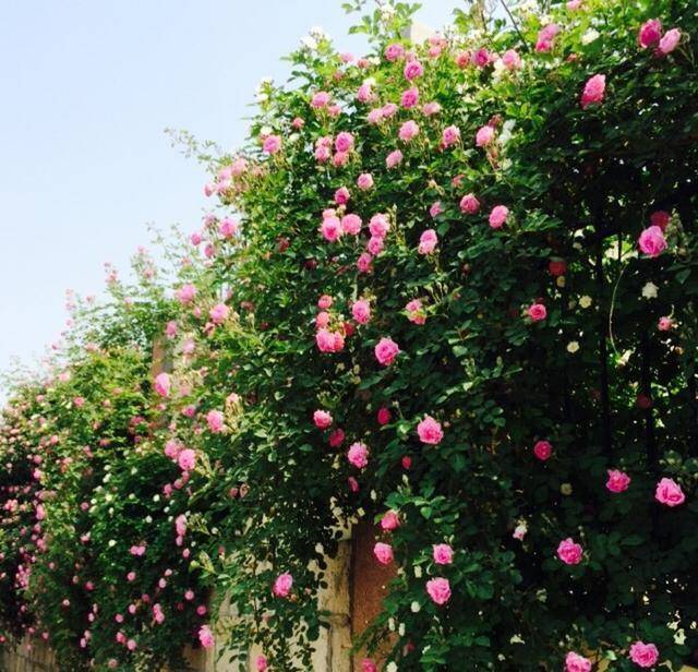 种上"篱笆花"好养好繁殖,一年一大片_手机搜狐网