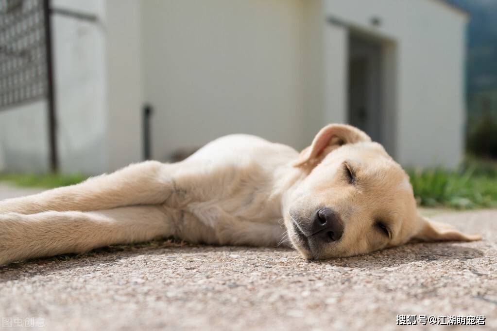 原创注意狗狗睡觉打呼噜不是睡得香是由这些因素引起的