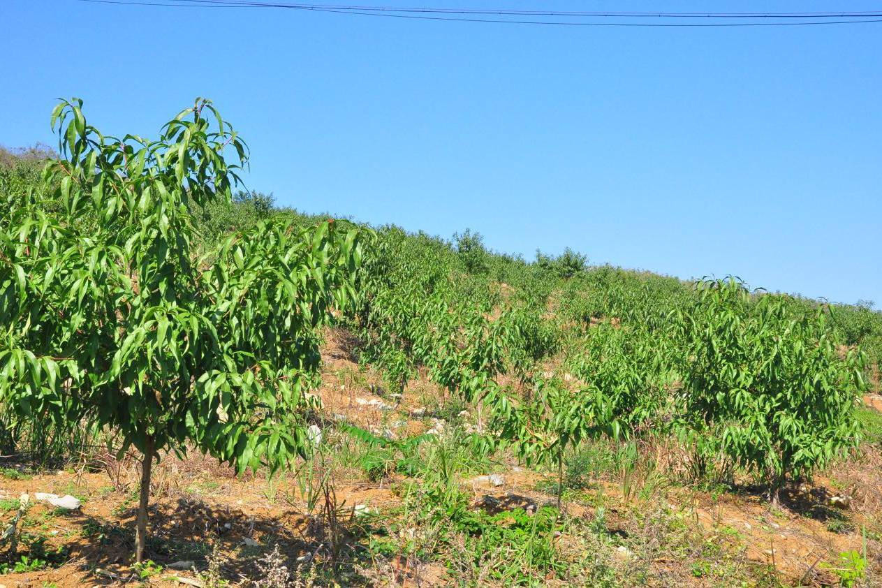 澧县码头铺镇:产业扶贫出真绩 荒山尽带"黄金果"_黄桃