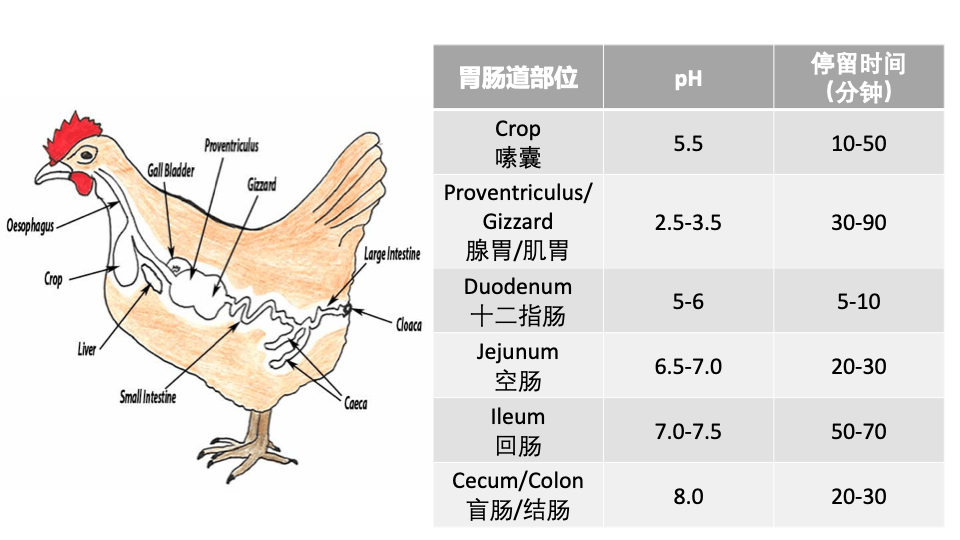 谈蛋白酶,没有比这个更详细的了