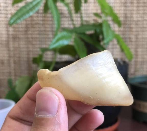 原创一种动物"蹄壳",用水泡 30 天浇花,一次施肥 1~2 年有效