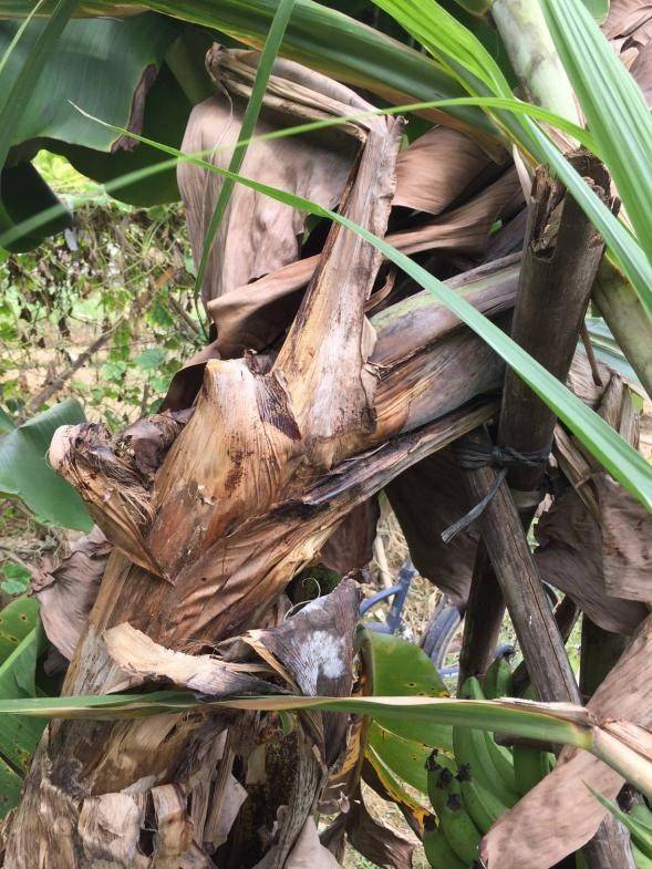 香蕉癌症--黄叶病,让人不得不防