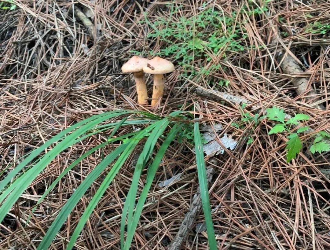 又到采蘑菇的季节,承德这些蘑菇你都认识吗?