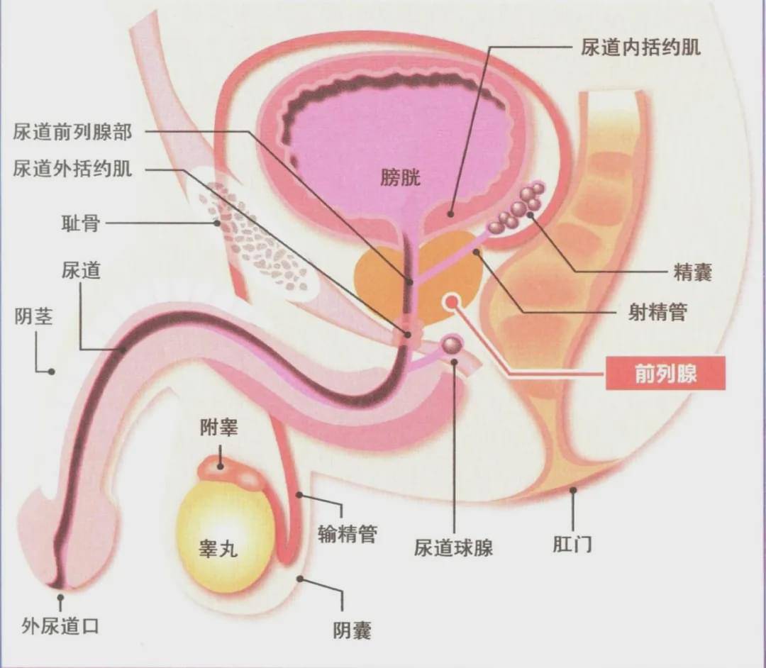 前列腺位置图男图片