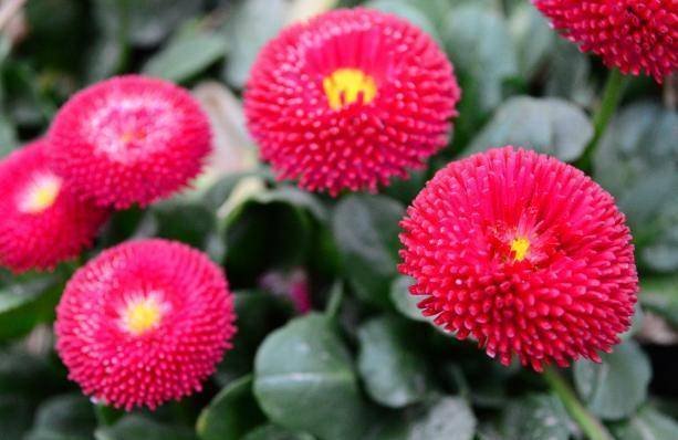 百菊争艳就养精品菊花翠菊宛如国球乒乓花姿可爱优美