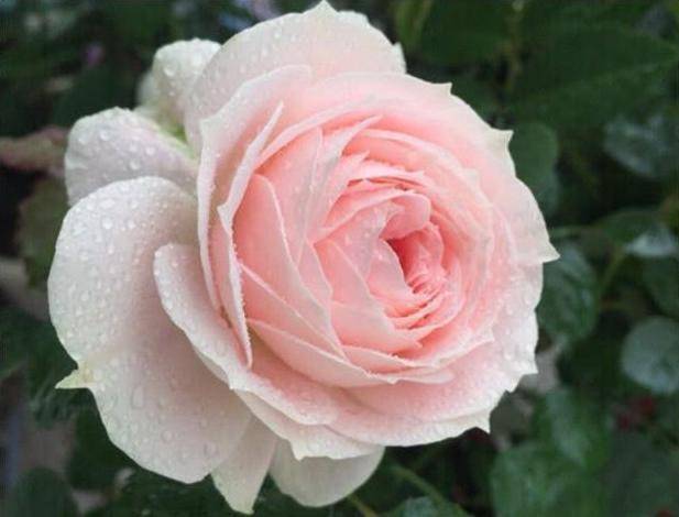 爱上养花,必养阳台首选无限公主,柔美高雅,美丽爆盆,清香怡人_月季花