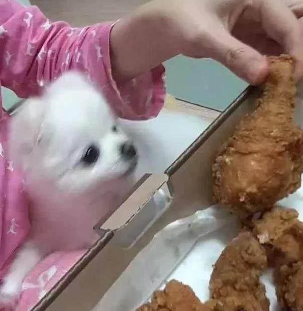 原创主人吃炸鸡没分博美狗狗瞬间变得超委屈不和你第一好了