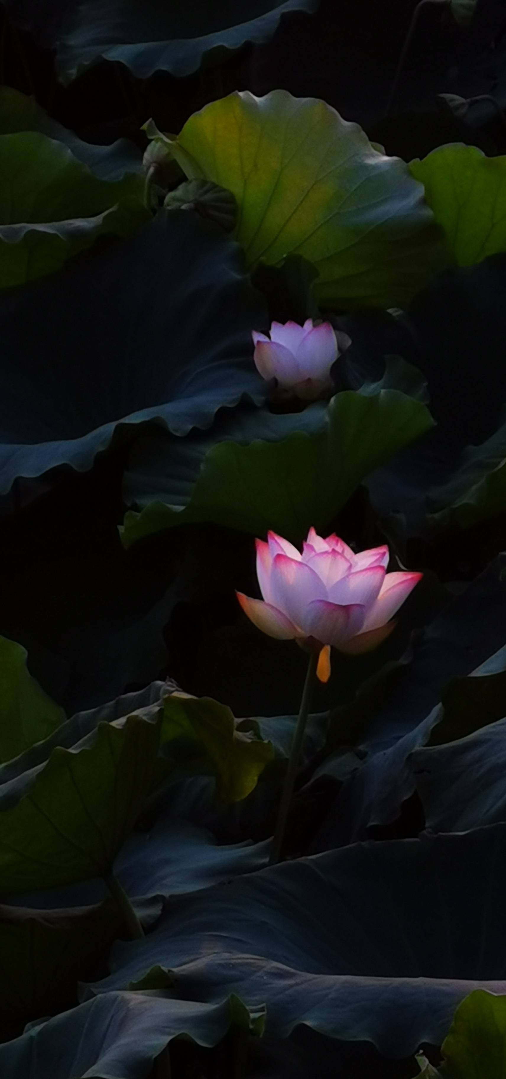 这一张,我取名为"禅意".