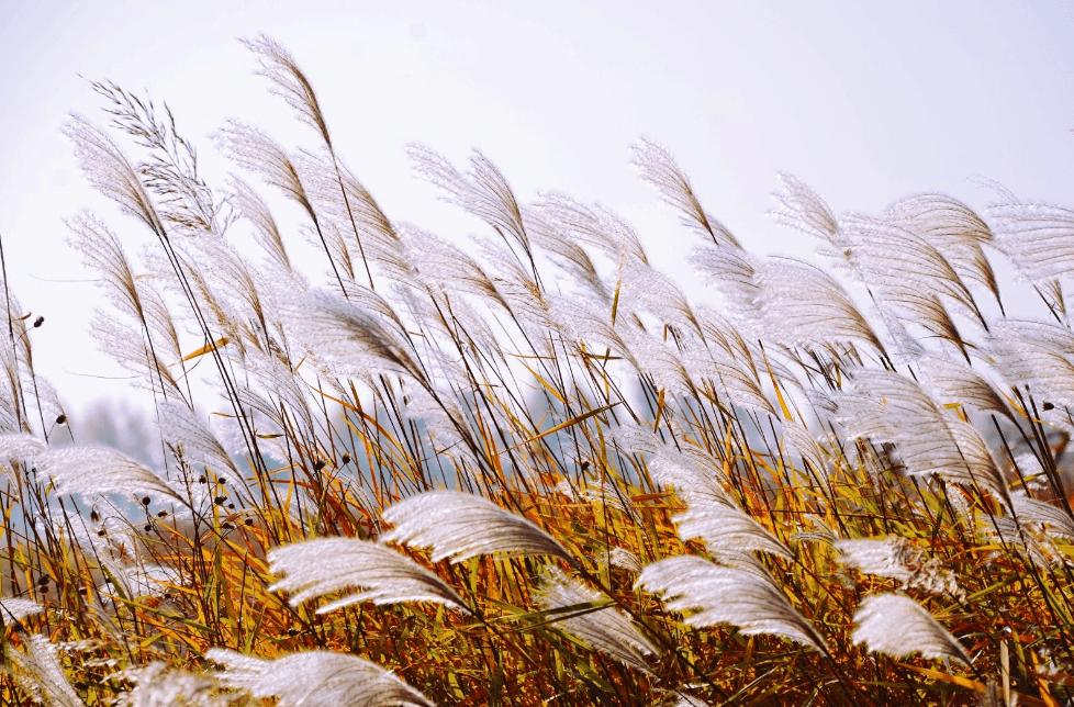 诗词鉴赏蒹葭苍苍白露为霜古诗词中的蒹葭