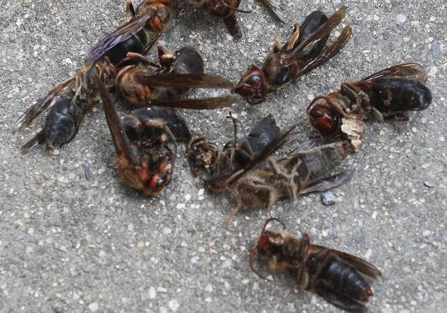 民间捕杀胡蜂的各种土方法,一个比一个新颖好用_手机搜狐网