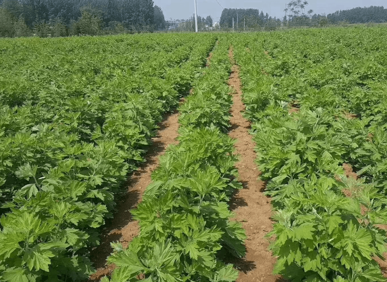 河南艾草种植市场前营广阔艾根批发发展艾草事业