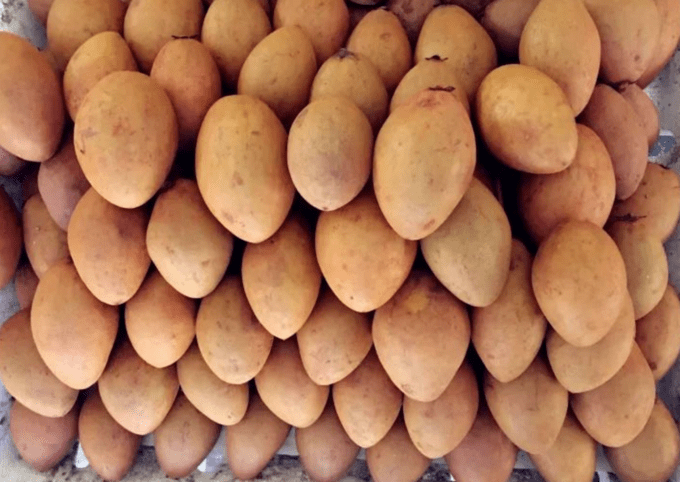 云南西双版纳水果篇