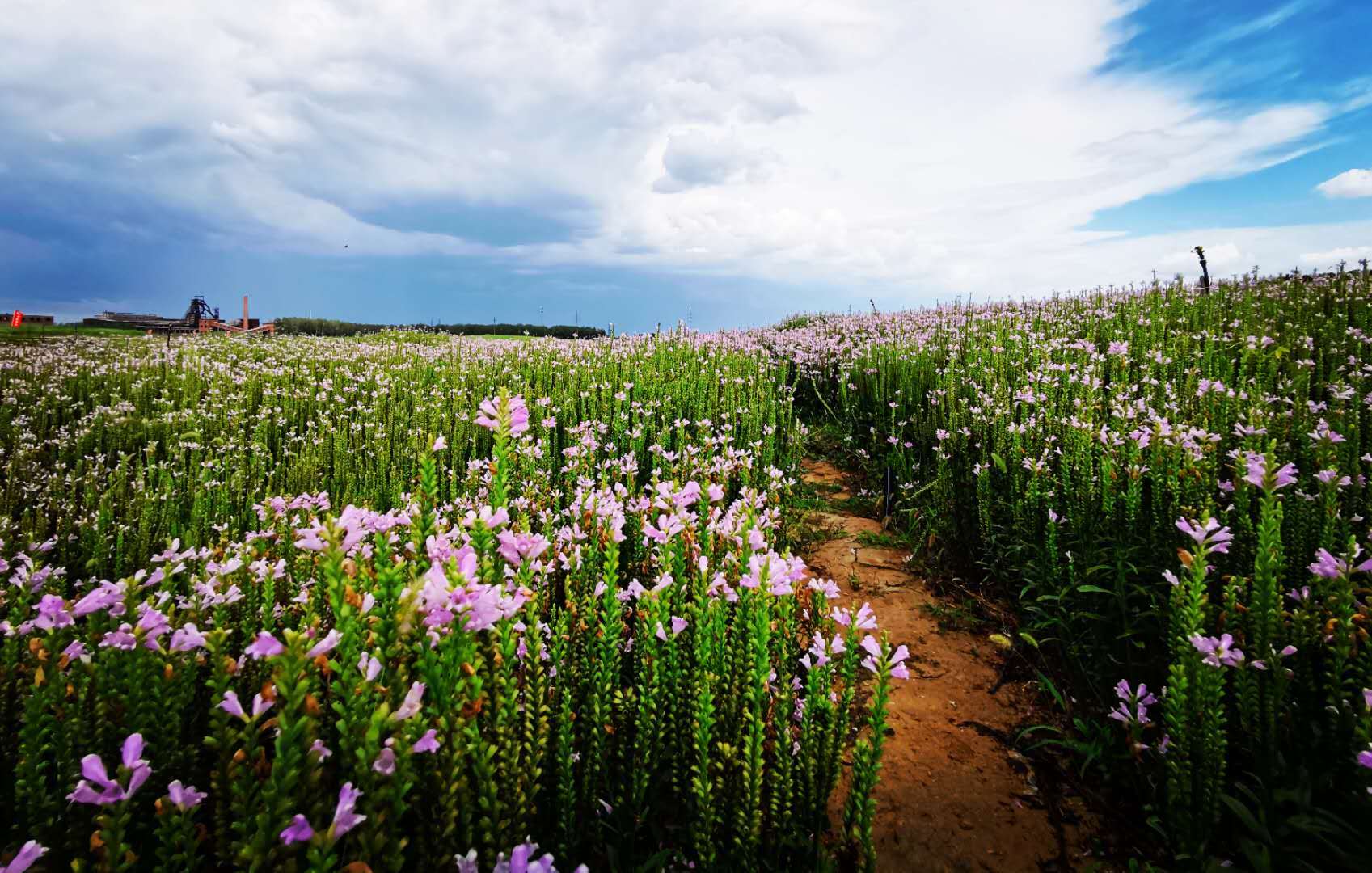 唐山花海的花