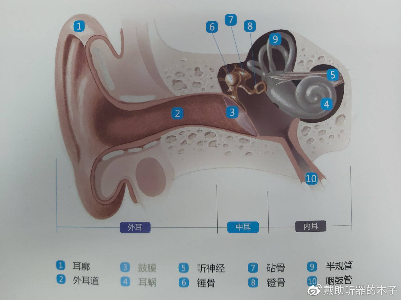 首先看一下耳朵的大致结构.