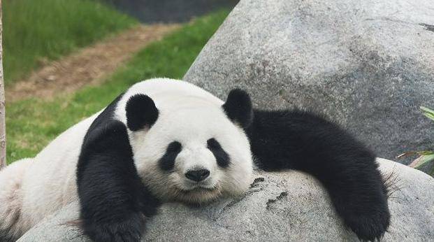 全球仅有的"外籍"大熊猫,依靠仙人掌为食,一辈子从没来过中国