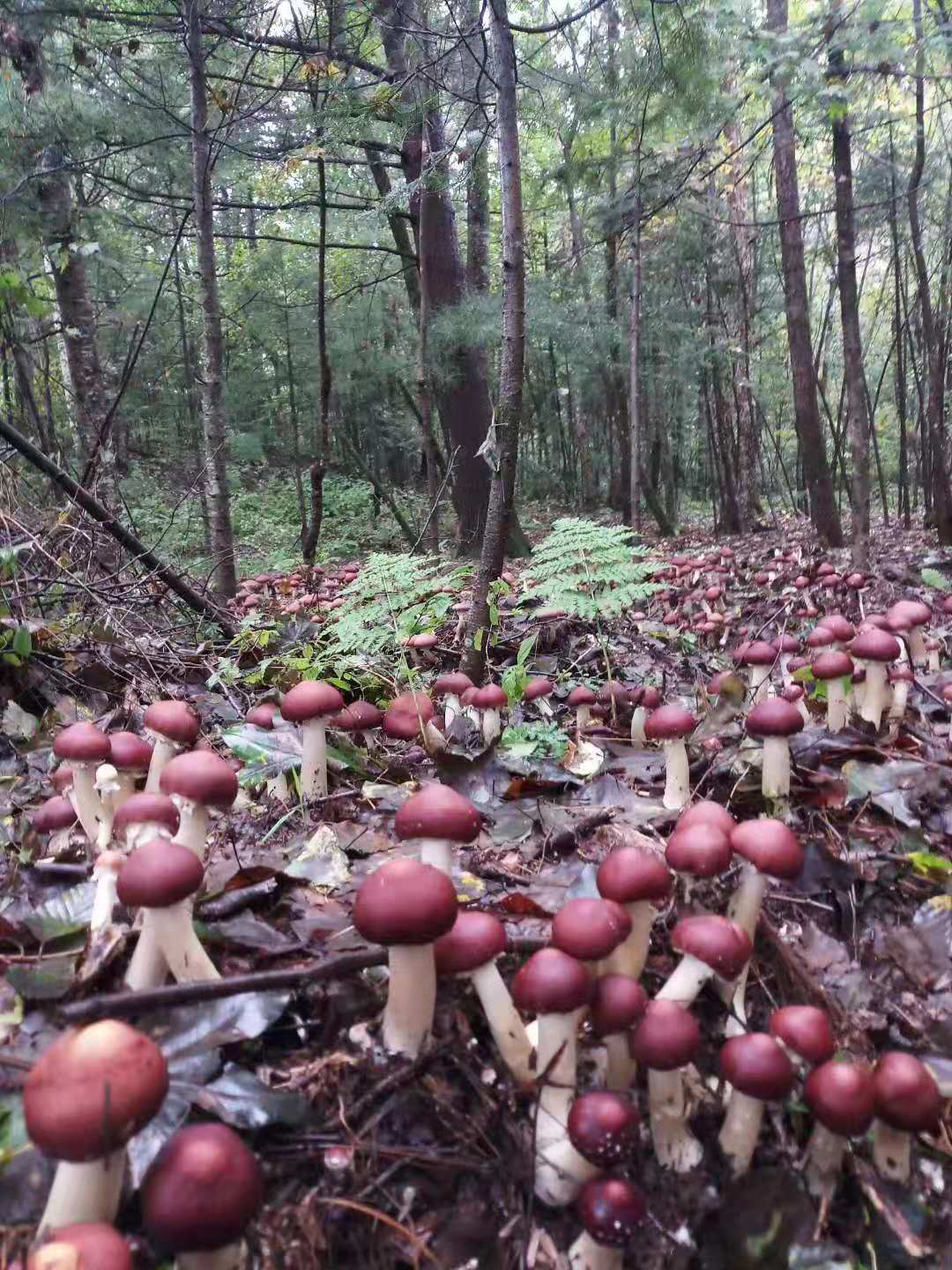 赤松茸~食用菌新秀