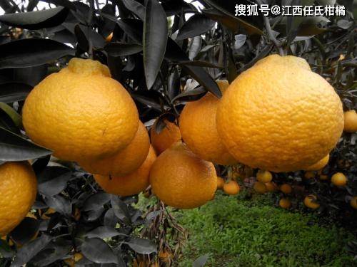 全世界最丑的杂柑、但内心很美——丑八怪柑橘-搜狐大视野-搜狐新闻