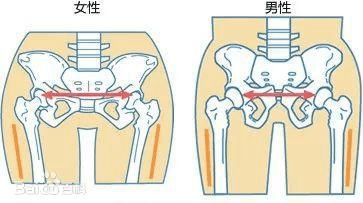 假胯宽 骨骼图片