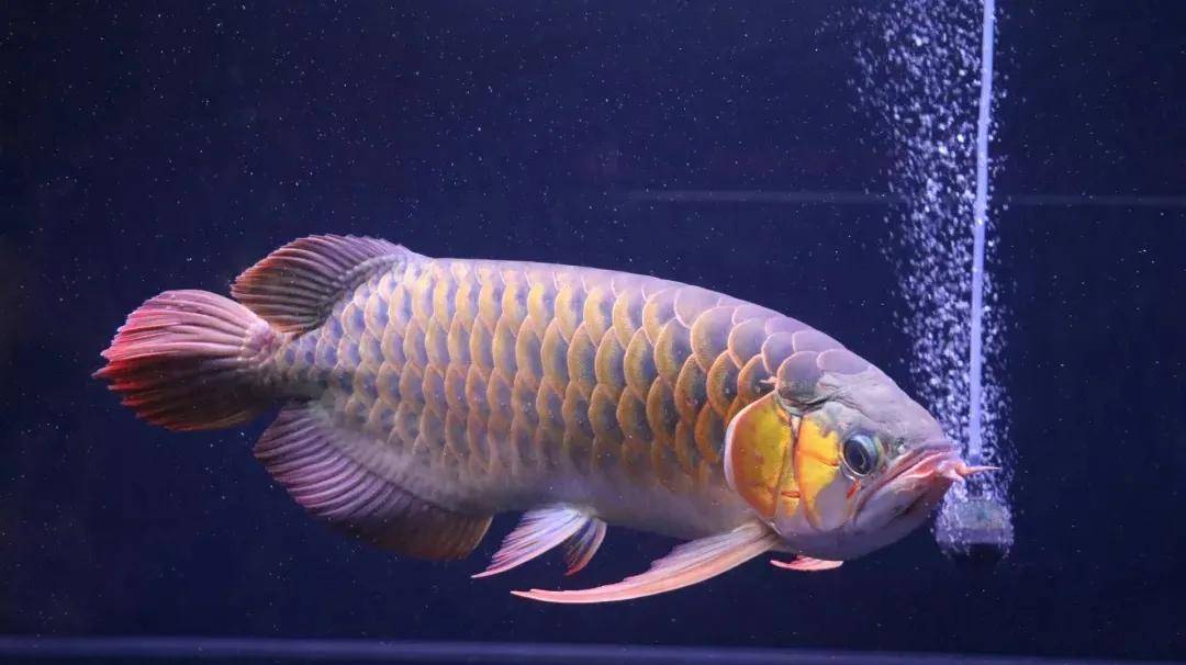 鱼缸里龙鱼的寿命不长?原因在这里