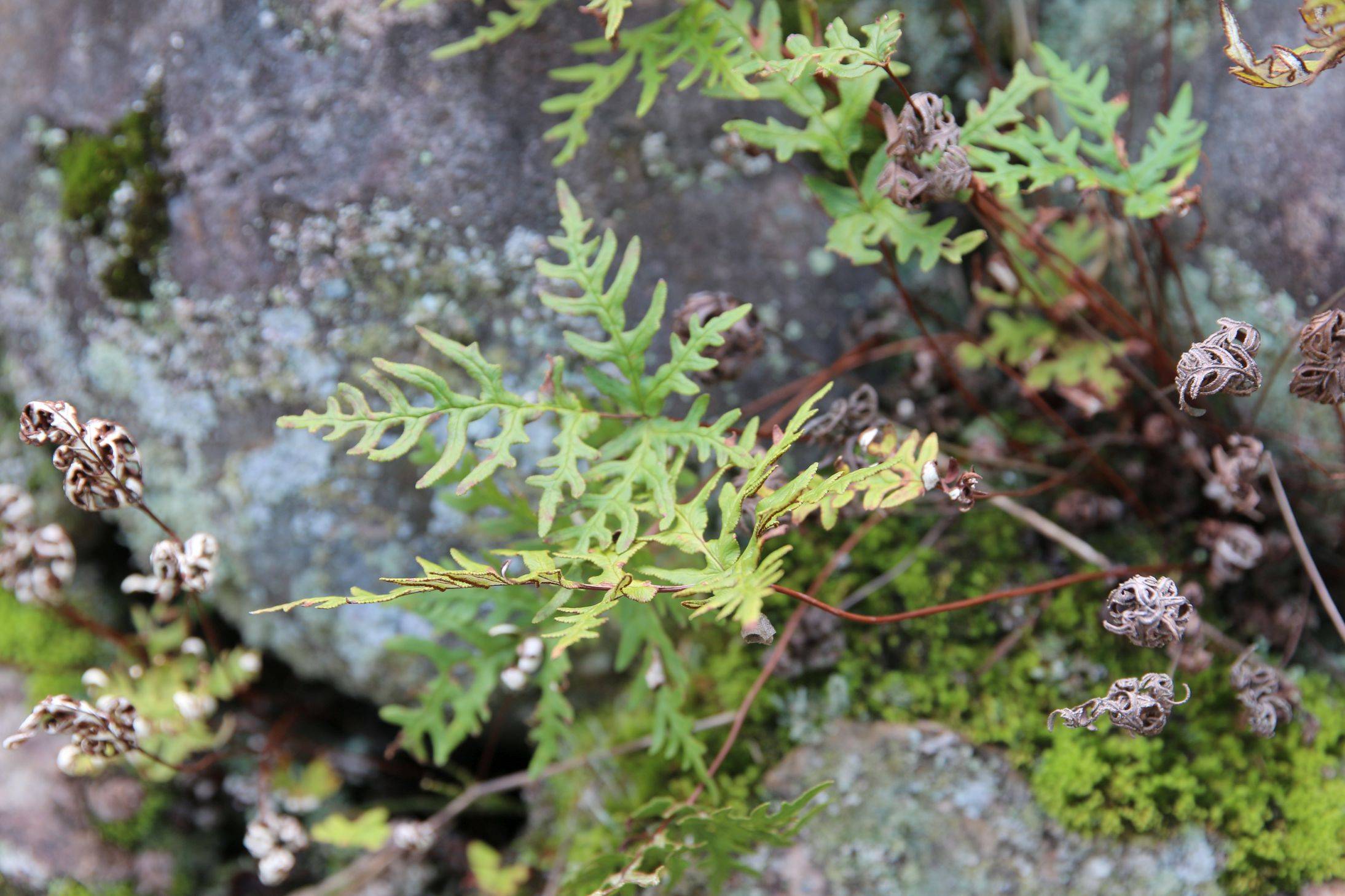 庆元植物1254-中国蕨科-粉背蕨属-银粉背蕨_手机搜狐网