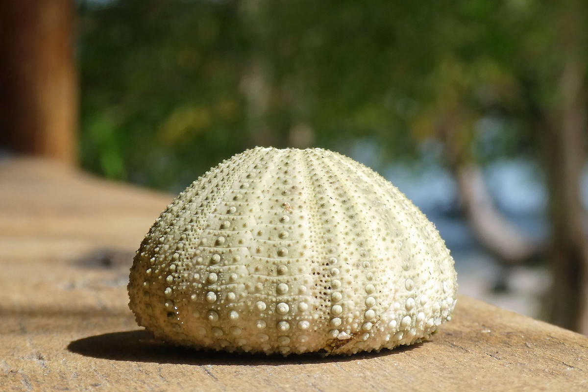 该我登场了海洋生物百科之海胆大揭秘