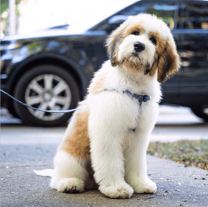 宠物|25种杂交犬种幼崽,都说混血儿漂亮,那么混血犬呢?_品种