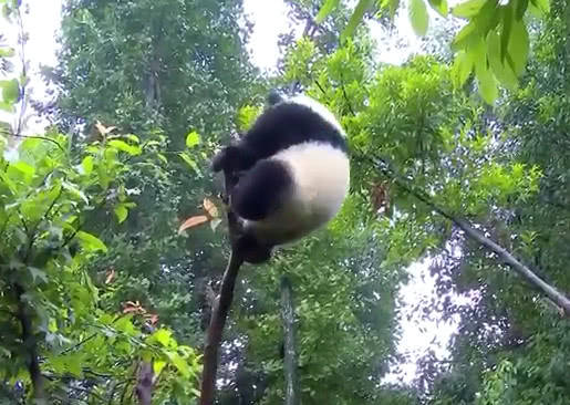 站树梢耍威风把树枝踩断,熊猫很委屈:都怪树枝不行,人家才不胖