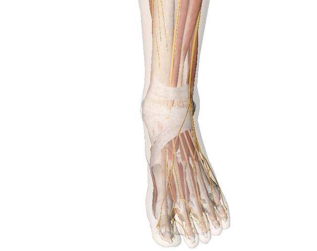 头痛医脚,解溪穴就是这样的,虽然在脚上,但治头晕,头痛