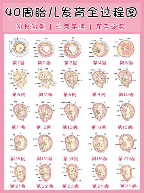 1—40周胎儿发育指标表图片