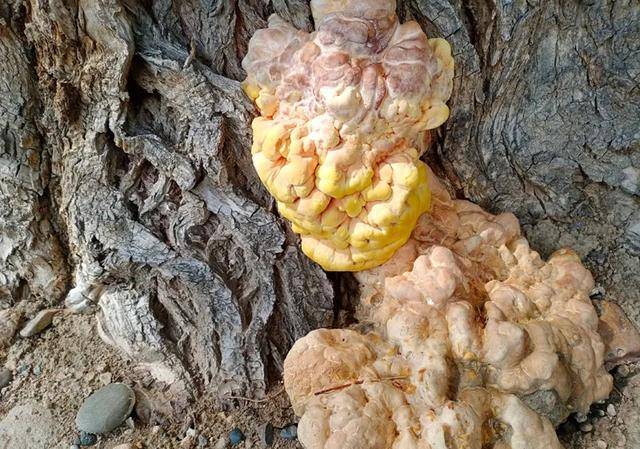 柳树上长的黄蘑菇图片图片