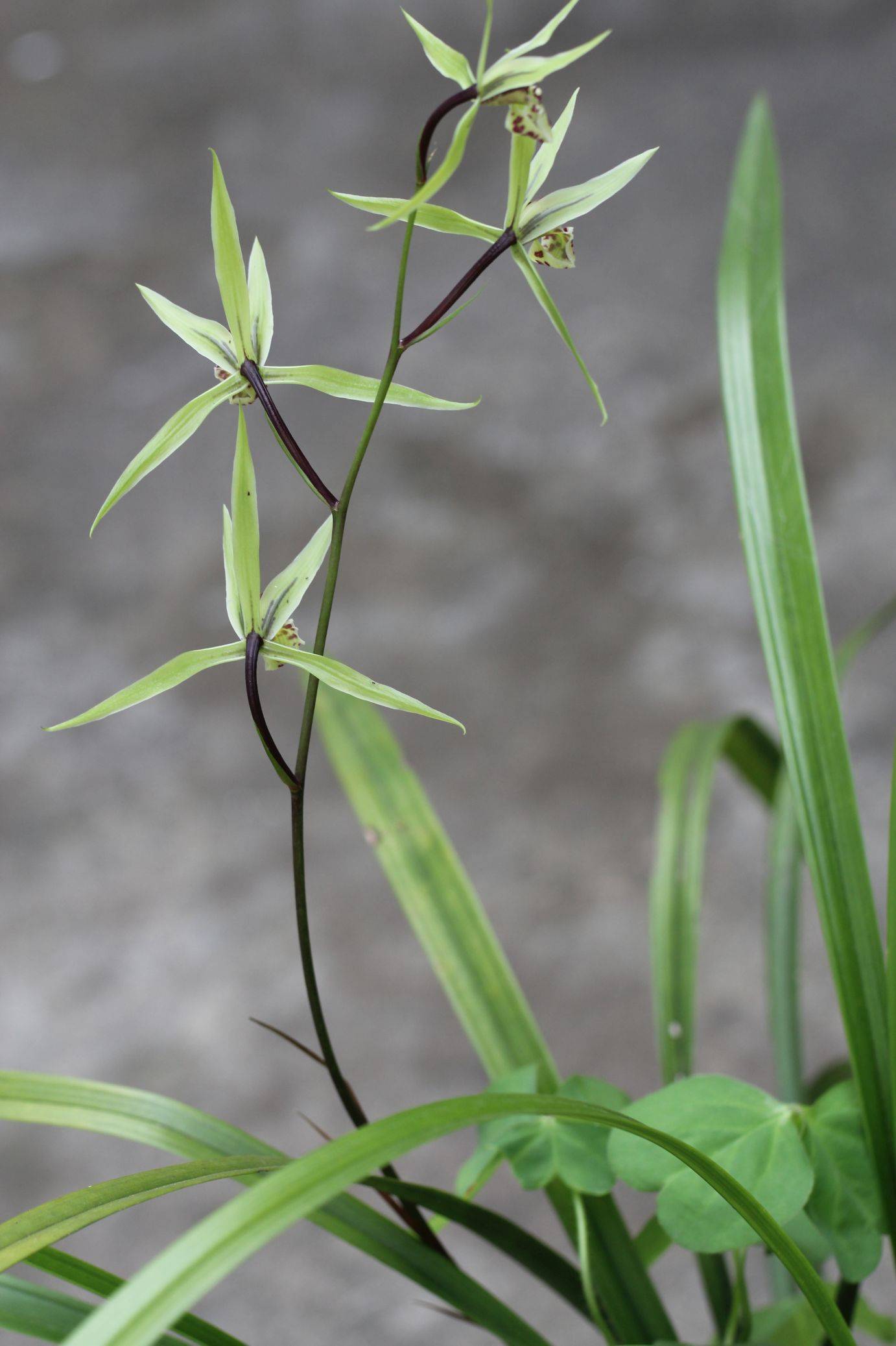 庆元植物1261-兰科-兰属-寒兰_手机搜狐网