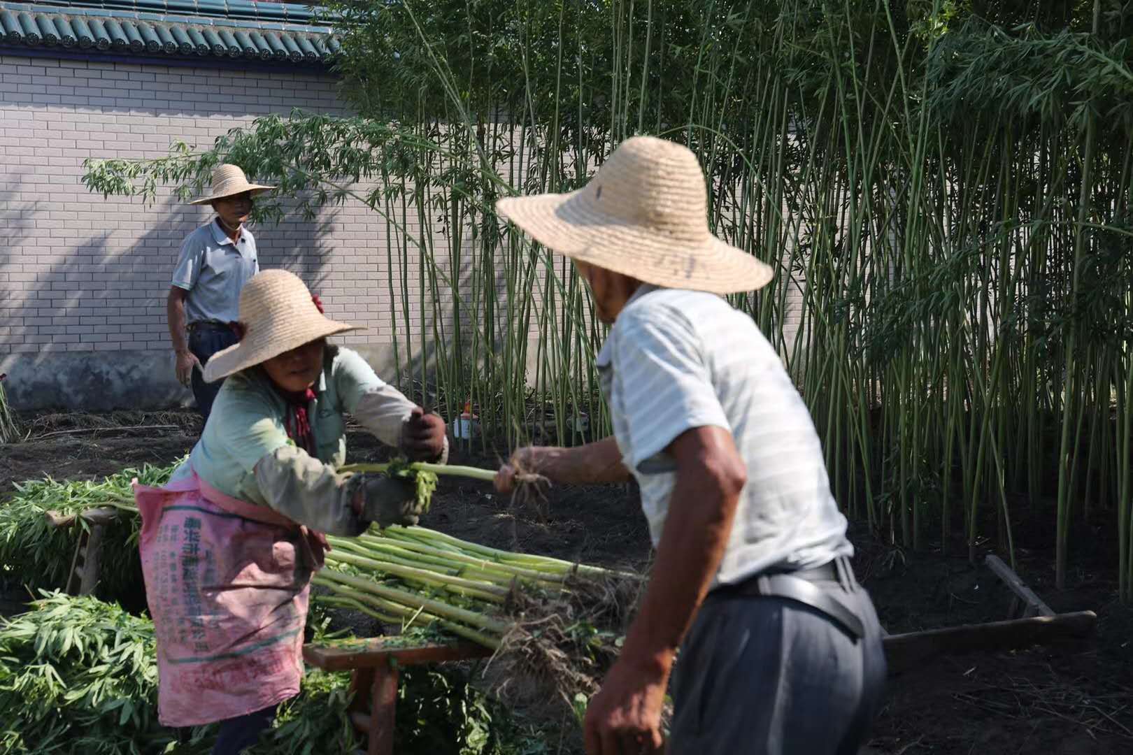 考一考,剥络麻这个风俗,你知道多少?