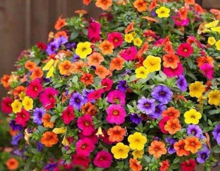 原创家有庭院就养4种花花期长简单易成活惊艳如花球美翻了